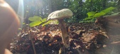 Enlarge photo 359