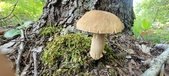 Enlarge photo 358