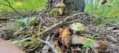 Enlarge photo 357