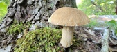 Enlarge photo 356