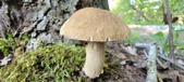 Enlarge photo 355