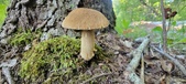 Enlarge photo 354