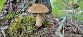 Enlarge photo 353