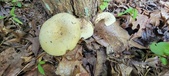 Enlarge photo 352