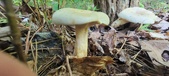 Enlarge photo 349
