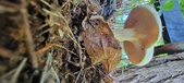 Enlarge photo 348