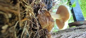 Enlarge photo 347