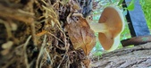 Enlarge photo 346