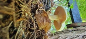 Enlarge photo 345
