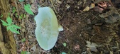 Enlarge photo 344