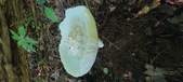 Enlarge photo 343