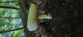 Enlarge photo 341