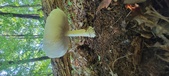 Enlarge photo 340