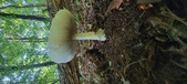Enlarge photo 339