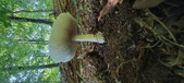 Enlarge photo 338