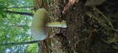 Enlarge photo 337