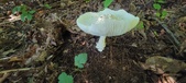Enlarge photo 335