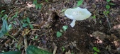Enlarge photo 333