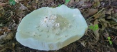 Enlarge photo 329