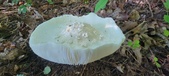 Enlarge photo 328
