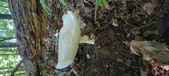 Enlarge photo 327