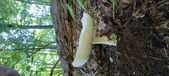 Enlarge photo 325