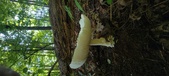 Enlarge photo 324