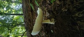 Enlarge photo 323