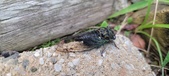 Enlarge photo 299