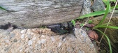 Enlarge photo 300