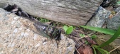 Enlarge photo 301