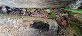 Enlarge photo 298