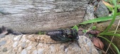 Enlarge photo 297