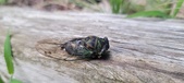 Enlarge photo 296