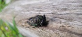 Enlarge photo 295