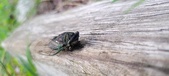 Enlarge photo 294