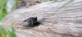 Enlarge photo 293