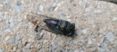 Enlarge photo 286