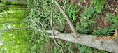 Enlarge photo 278