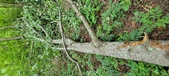 Enlarge photo 277
