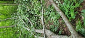 Enlarge photo 276