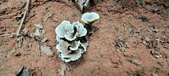 Enlarge photo 275