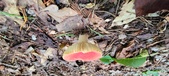 Enlarge photo 267