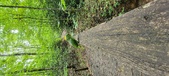 Enlarge photo 266