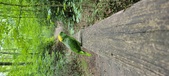 Enlarge photo 265