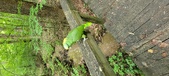 Enlarge photo 260