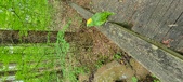 Enlarge photo 257