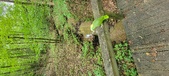 Enlarge photo 255