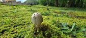 Enlarge photo 246