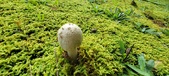 Enlarge photo 245